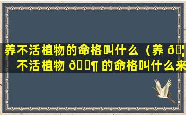 养不活植物的命格叫什么（养 🦢 不活植物 🐶 的命格叫什么来着）